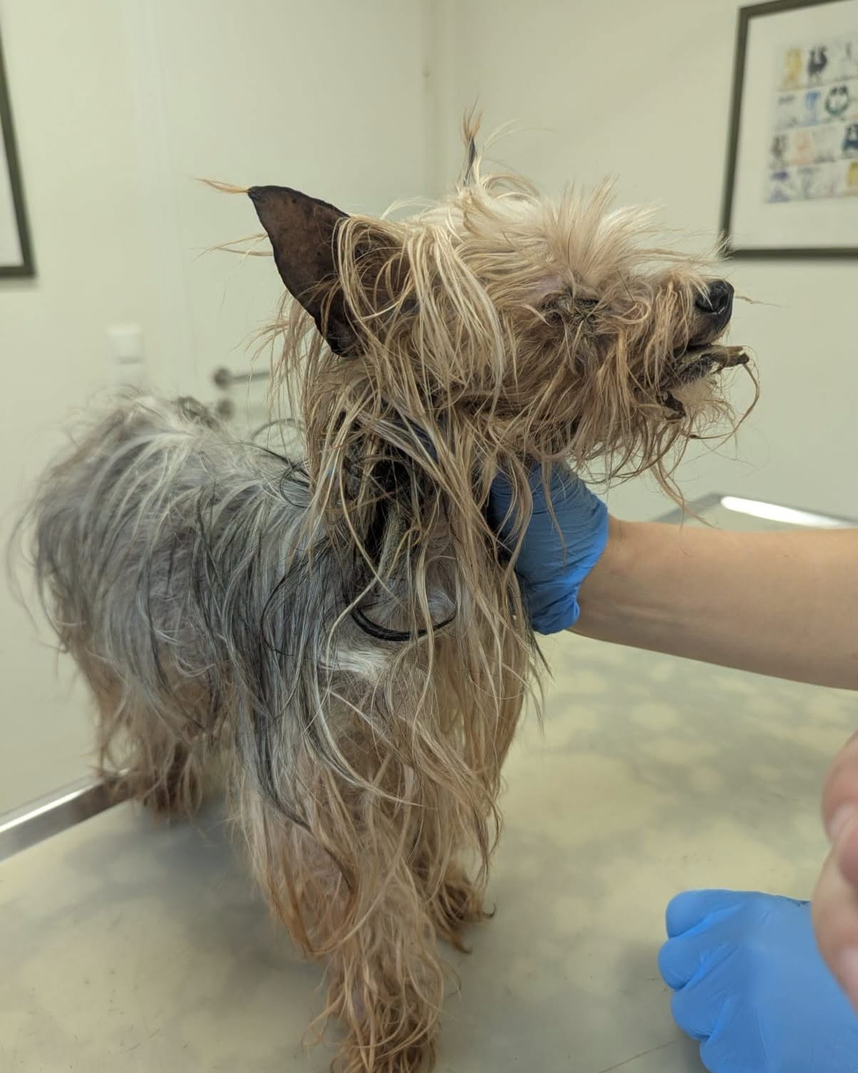 Yorkshire-Terrier-Hündin aus Dankersen in tierärztlicher Untersuchungssituation