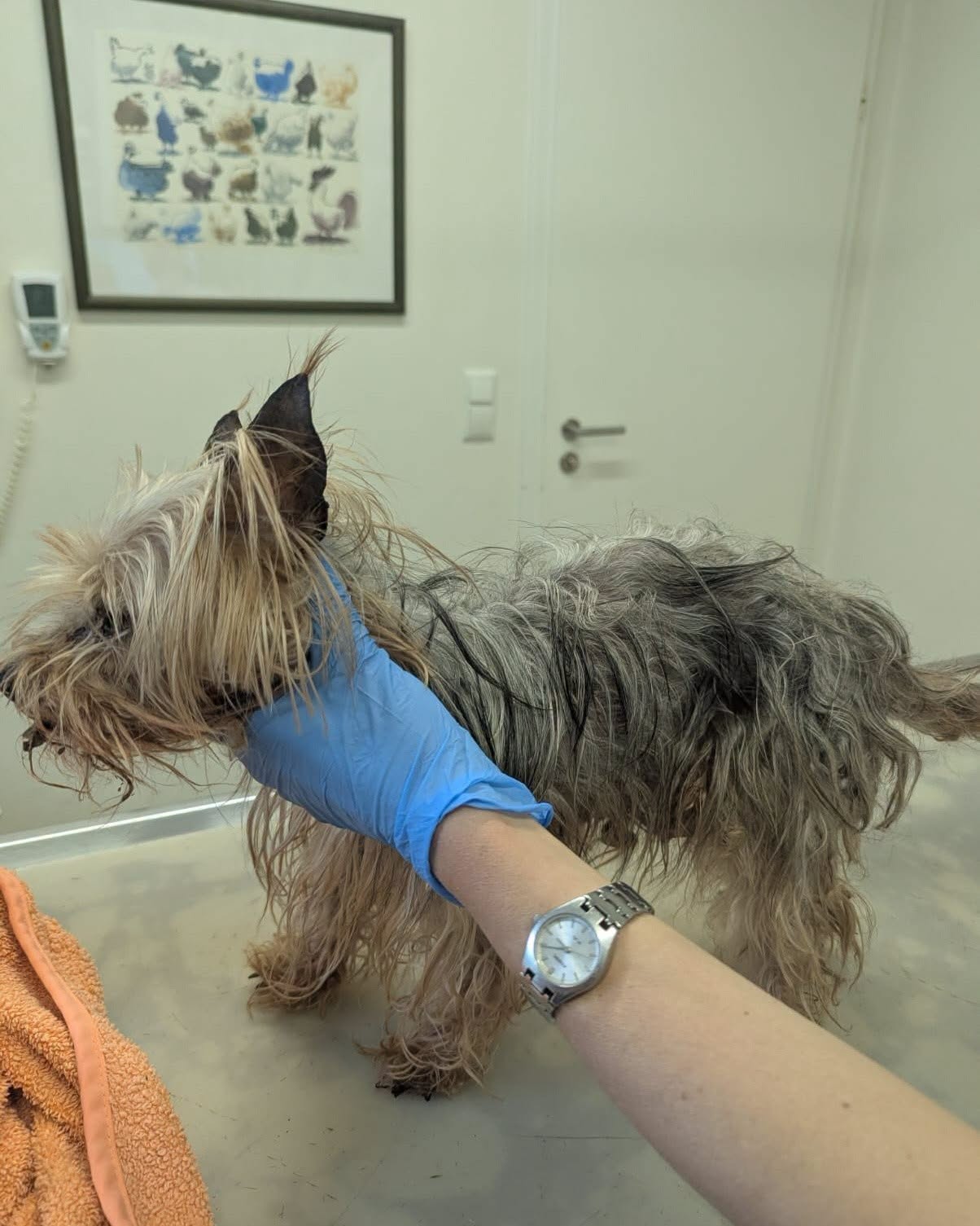 Yorkshire-Terrier-Hündin aus Dankersen, weitere Ansicht